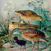 Corn Crake